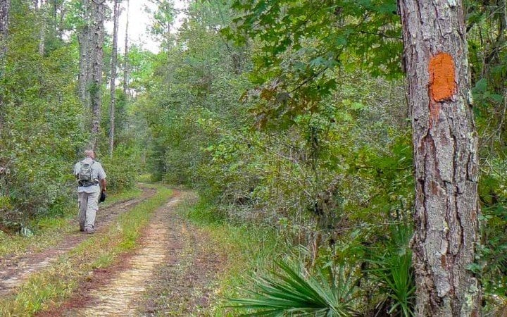 Florida National Scenic Trail Hiking Review