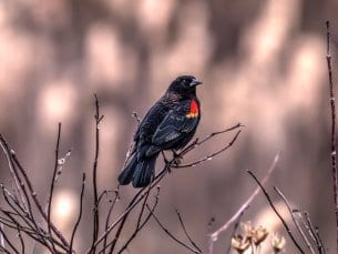 Red-Winged Blackbird Facts