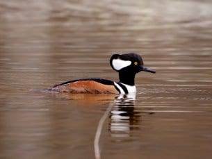 Hooded Merganser Facts