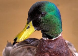 Mallard Duck Facts