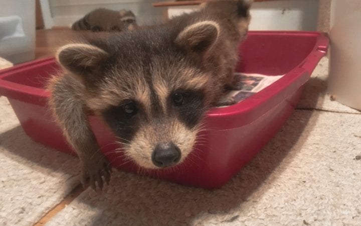 Facts on raccoons and my visit to a raccoon sanctuary.