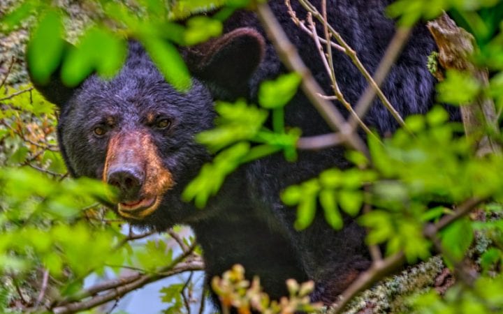 mother black bear in shenandoah national park