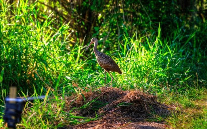 Alligator Nesting & Reproduction Facts