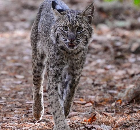 A female bobcat walking past me on a hiking trail