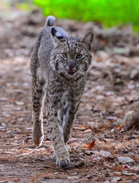 A female bobcat walking past me on a hiking trail