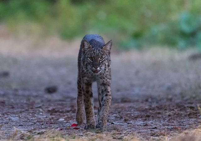 Bobcat Facts - An article that discusses the animal.