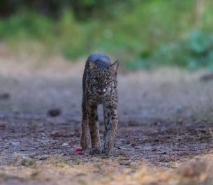 Bobcat Facts, Photos & 4K Bobcat Wildlife Videos