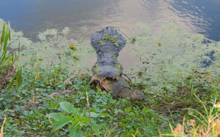 alligator eating a large snapping turtle in florida