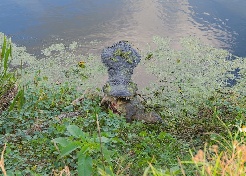 A Video I Captured Of An Alligator Eating A Snapping Turtle