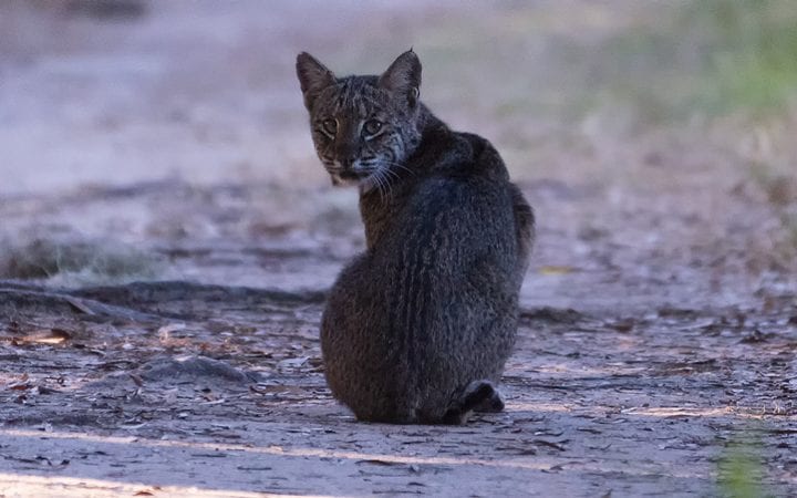 Bobcat sitting on a hiking trail lookng back at me