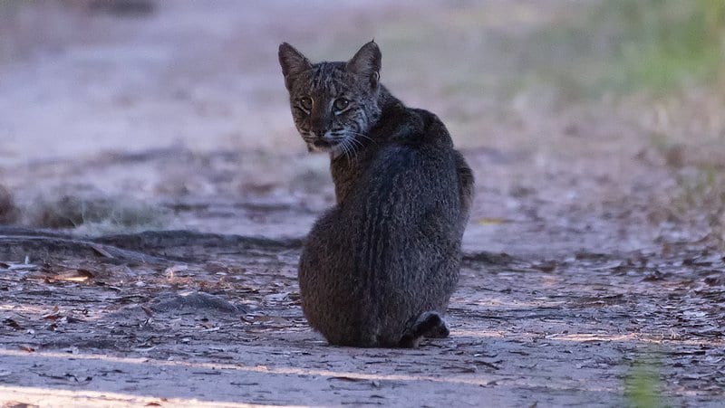 A female bobcat walking past me on a hiking trail