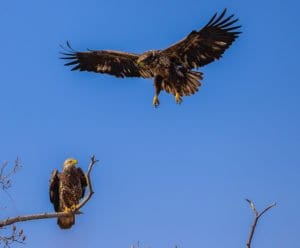 Two juvenille bald eagles