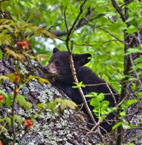 A black bear cub sleeping in a tree in Shenandoah National Park