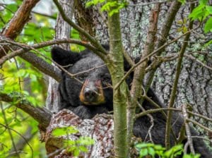 a mother black bear sleeping in a tree in shenandoah national park