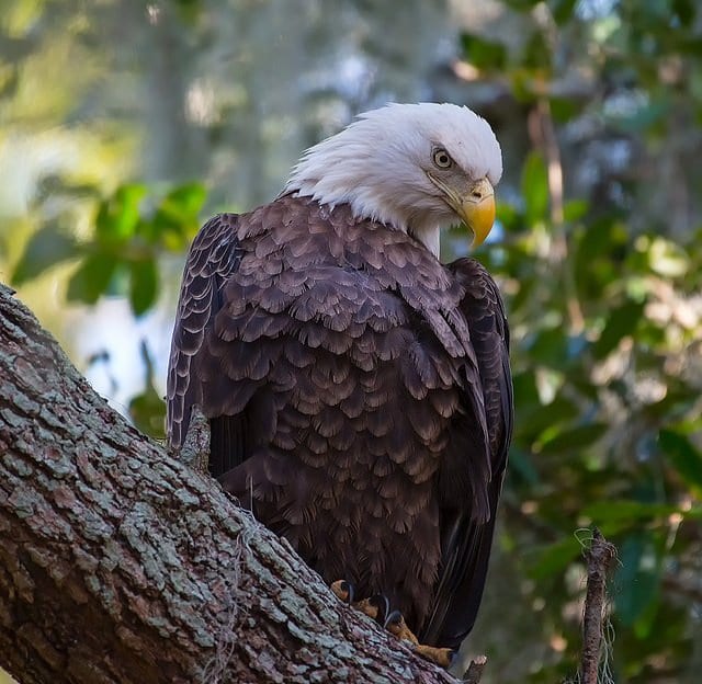 An adult bald eagle sitting in a tree