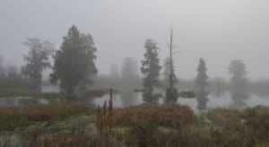 A foggy morning at circle b reserve in polk county florida