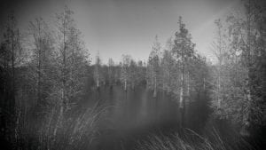 Trees in a swamp at circle b reserve in polk county florida