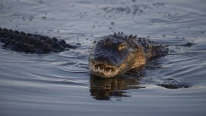 A photograph of two alligators mating