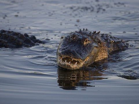 Alligator Reproduction And Nesting Facts