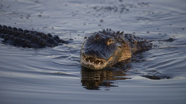 Alligator Reproduction And Nesting Facts
