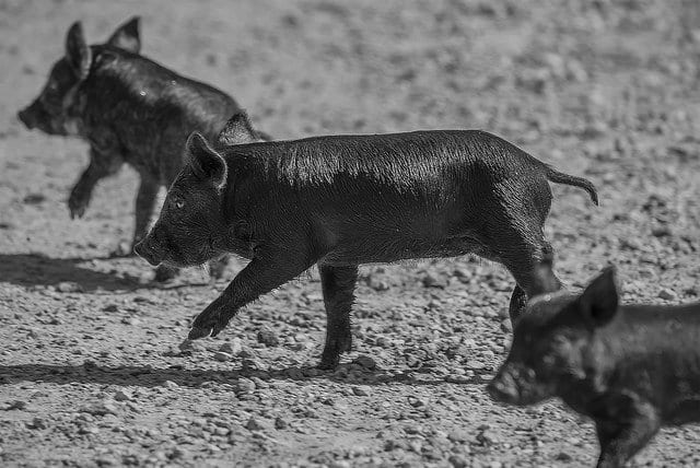 A Wild Mother Pig And Her Piglets