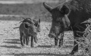 Wild Mother Pig And Her Piglets