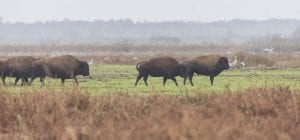 A herd grazing in Paynes Prairie Preserve State Park