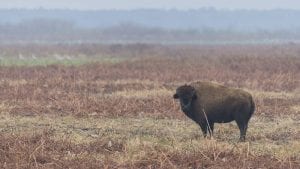 american bison facts and american bison wildlife video - clear landing cover photo