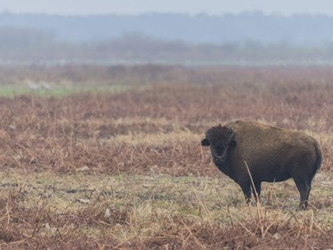 American Bison Facts and American Bison Wildlife Video
