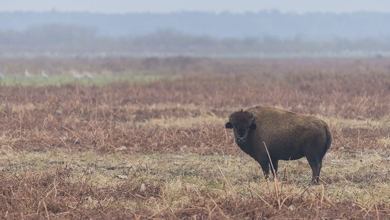 American Bison Facts and American Bison Wildlife Video