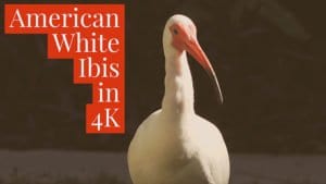 American White Ibis 4k wildlife video