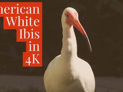 White Ibis Facts and White Ibis 4K Wildlife Video