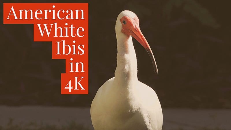 White Ibis Facts and White Ibis 4K Wildlife Video