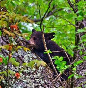 Black bear cub in Shenandoah National Park