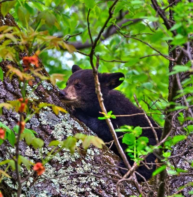 Black Bear In Shenandoah National Park