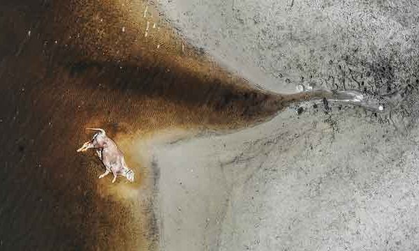 A cow killed by an alligator in the st johns river