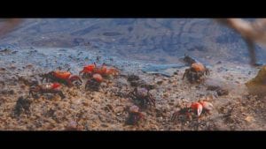 Fiddler Crab Eating and Dancing In This 4K Wildlife Video Cover Photo