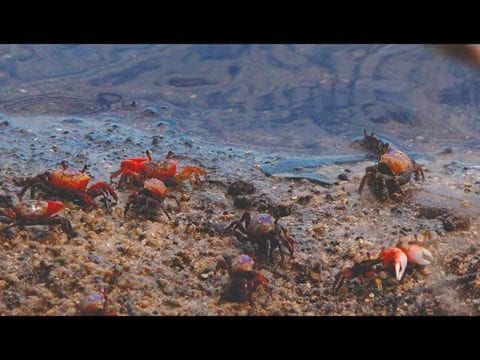 Fiddler Crab Facts & Fiddler Crab 4K Wildlife Video