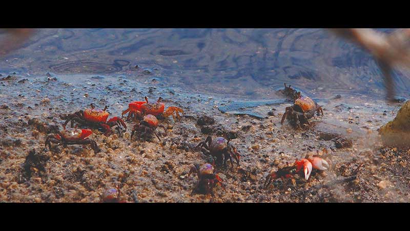 Fiddler Crab Facts & Fiddler Crab 4K Wildlife Video