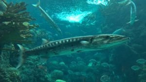 florida aquarium shark tanks in 4k wildlife video