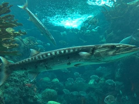 Florida Aquarium Shark Tanks in 4K