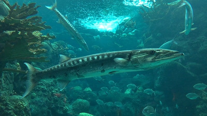 Florida Aquarium Shark Tanks in 4K