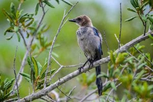 Florida Scrub Jay Picture 1