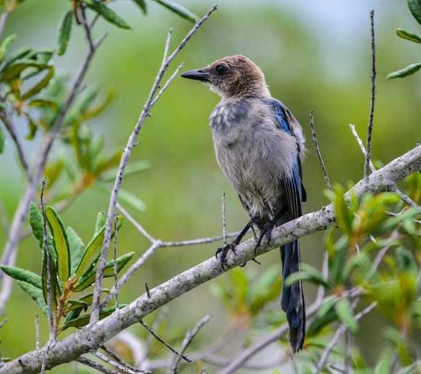 Florida Scrub Jay Picture 1