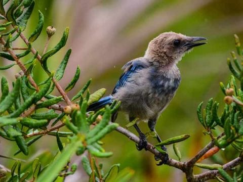 Florida Scrub Jay Facts And 4K Wildlife Video