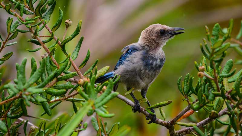 Florida Scrub Jay Facts And 4K Wildlife Video