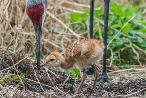 Florida sandhill crane colt being fed by parent