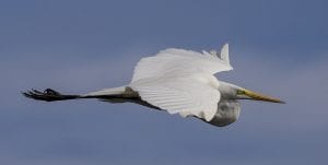 A Great Egret In Flight