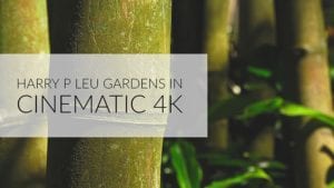 Harry P Leu Gardens in Cinematic 4k in Orlando Florida