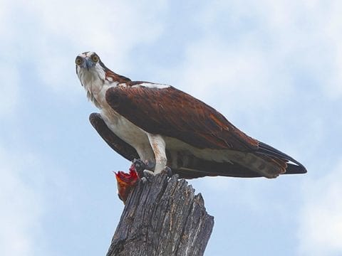 Lake Apopka Wildlife Drive Cinematic 4K Nature Video